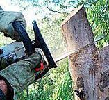 Best Firewood Processing and Delivery  in Taft Southwest, TX