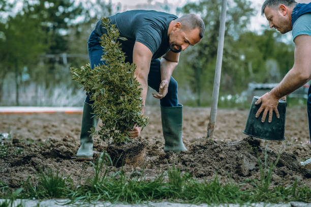 Best Sod Installation  in Taft Southwest, TX