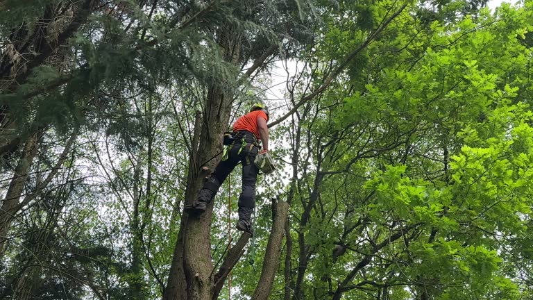 Best Tree Cabling and Bracing  in Taft Southwest, TX