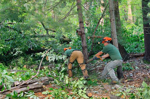 Best Tree and Shrub Care  in Taft Southwest, TX