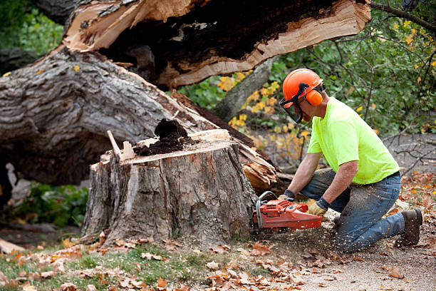 Best Tree Removal  in Taft Southwest, TX