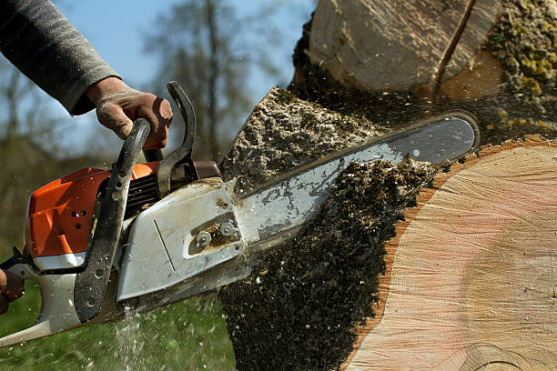 Best Soil Testing and Treatment  in Taft Southwest, TX