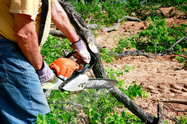 Best Fruit Tree Pruning  in Taft Southwest, TX